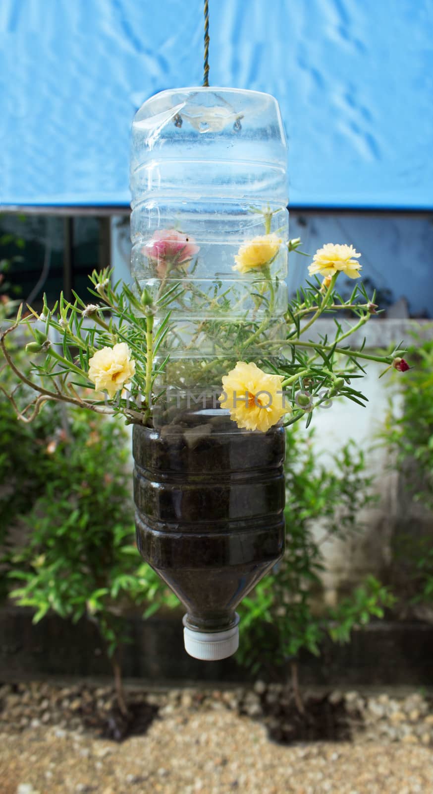 Pot grown trees for Ade in the trash