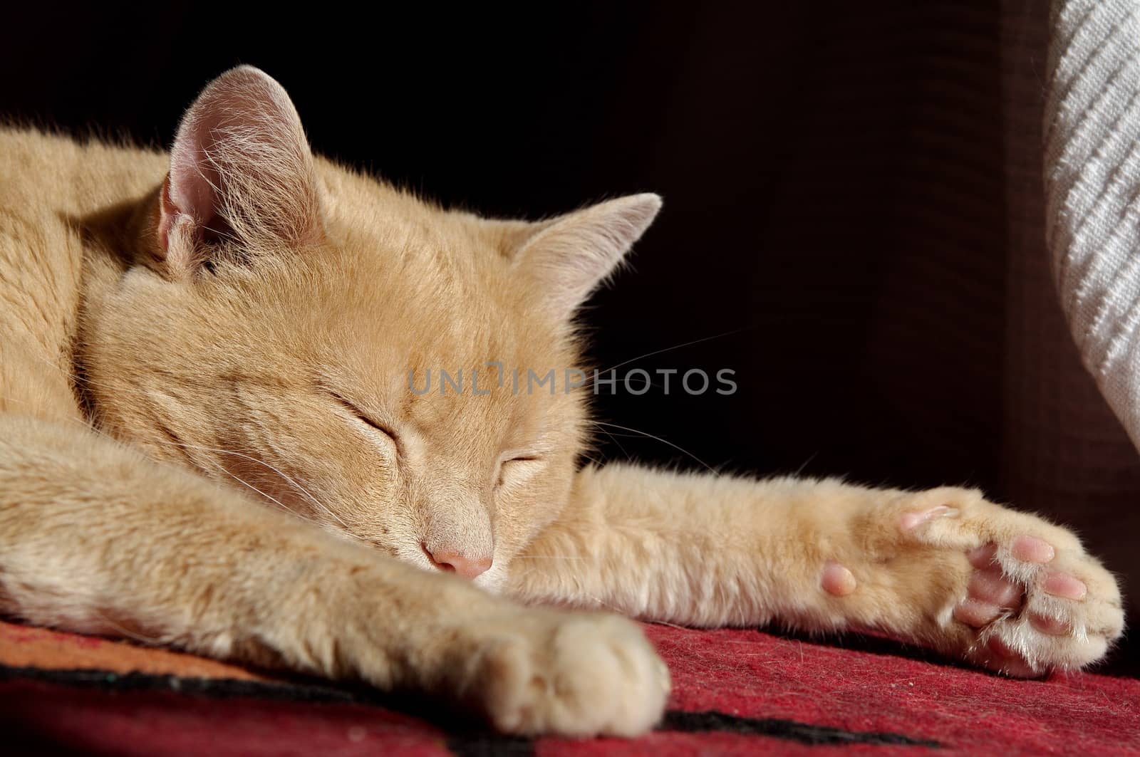 Ginger cat sleeping by anderm