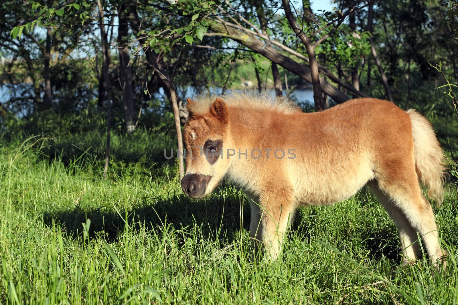 cute brown pony horse foal on pasture
