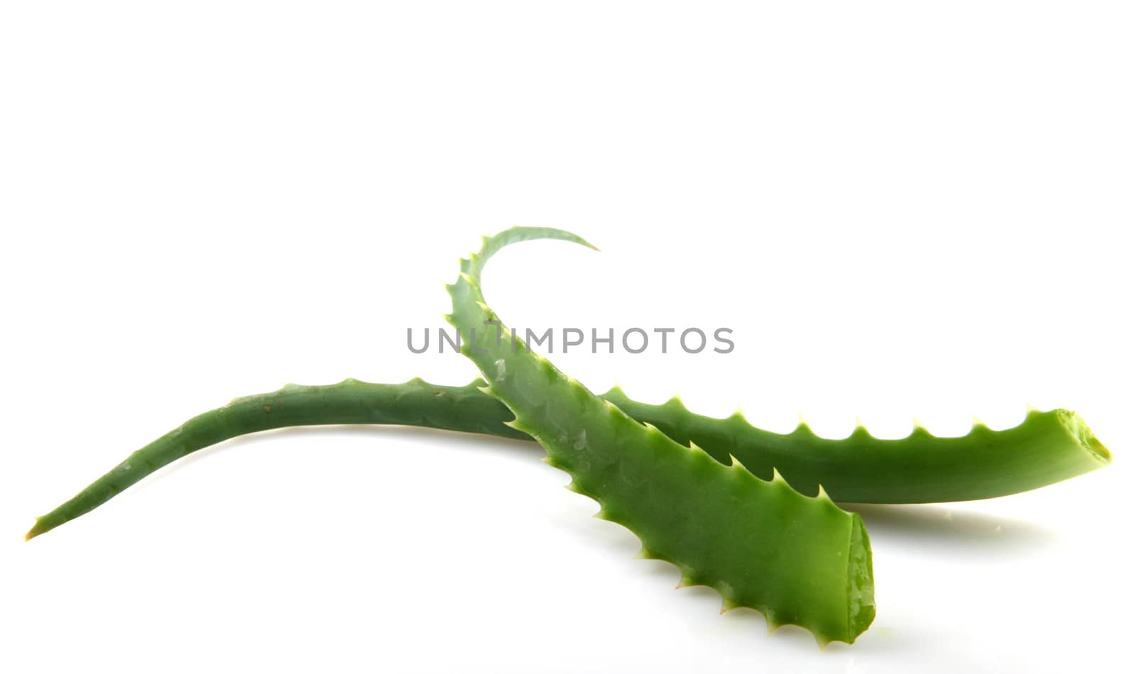 Aloe Vera Plant Isolated On White