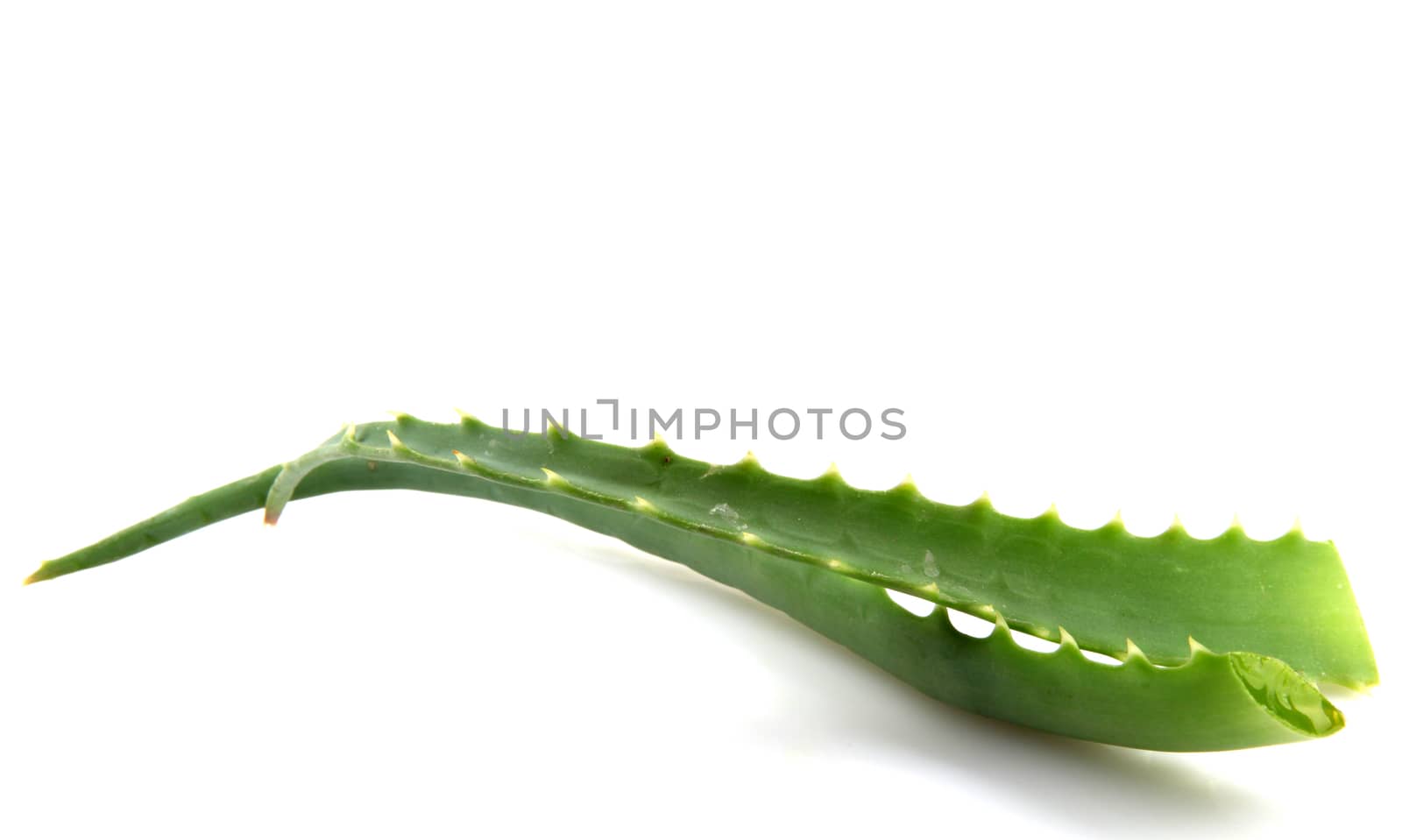 Aloe Vera Plant Isolated On White
