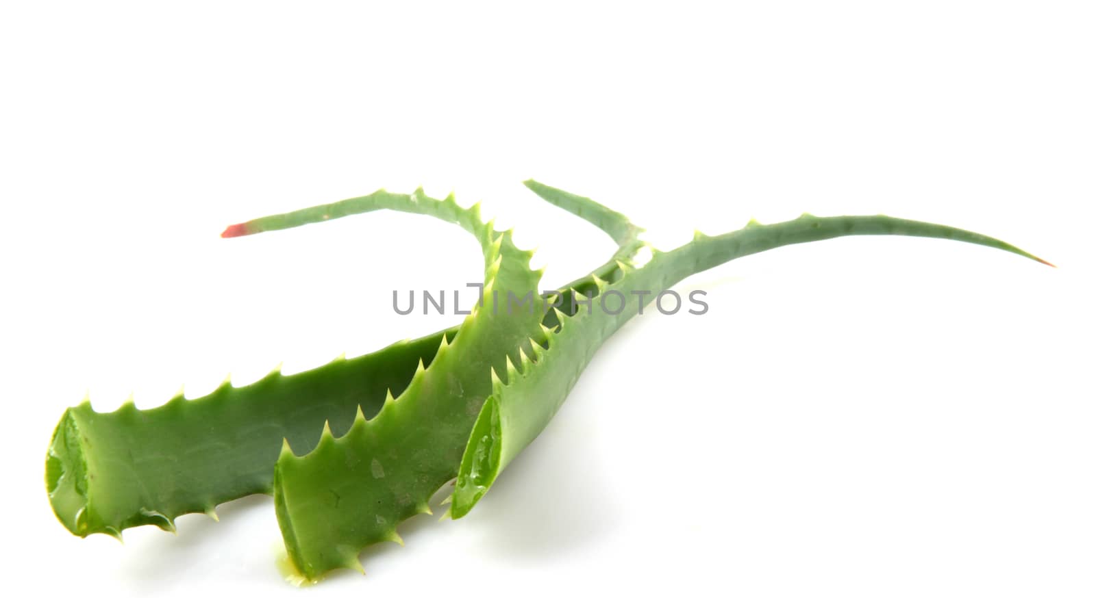 Aloe Vera Plant Isolated On White