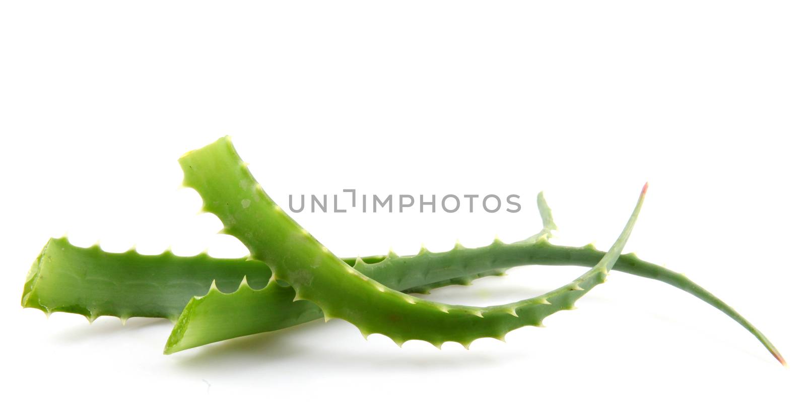 Aloe Vera Plant Isolated On White