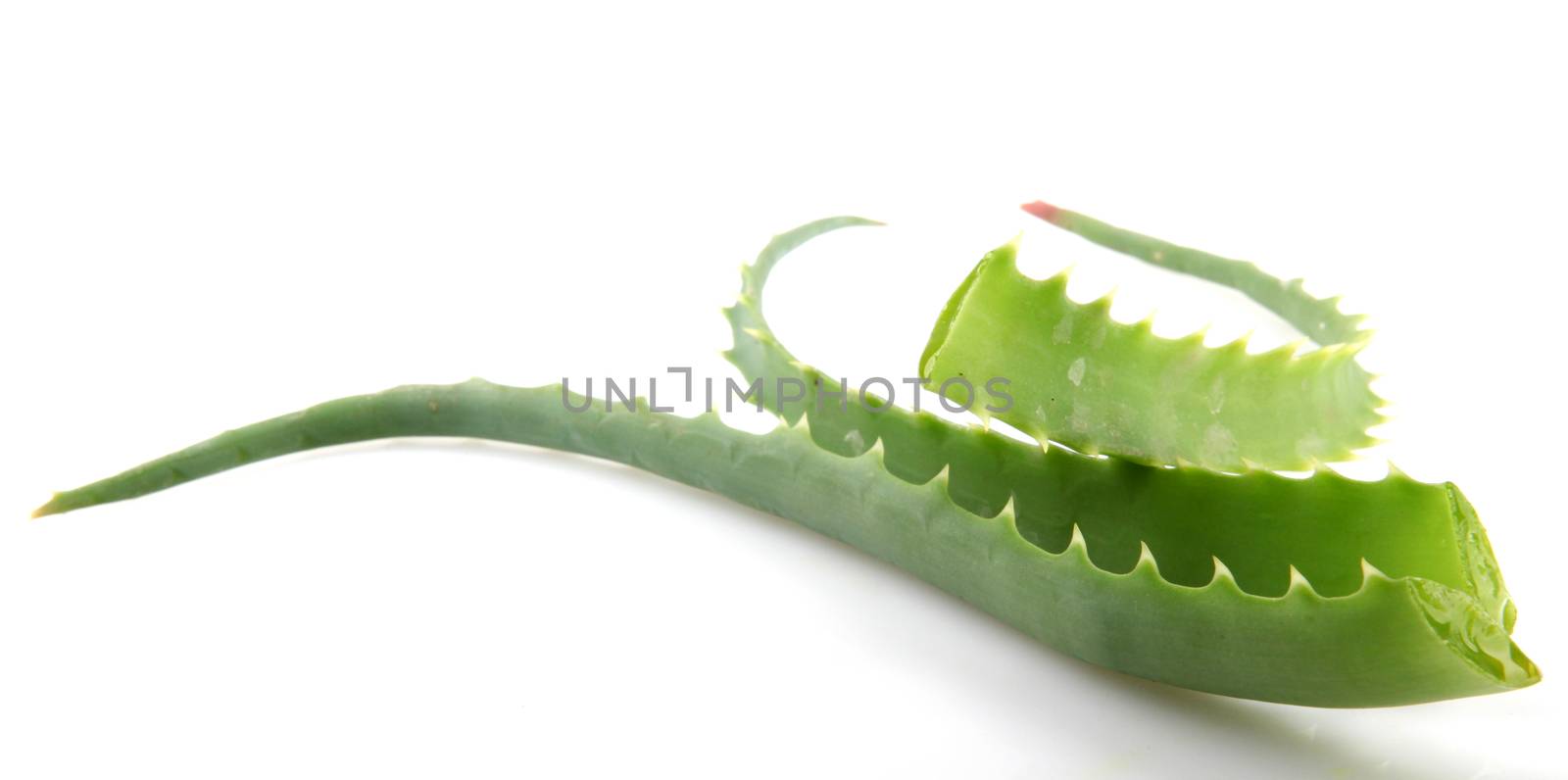 Aloe Vera Plant Isolated On White by nenov