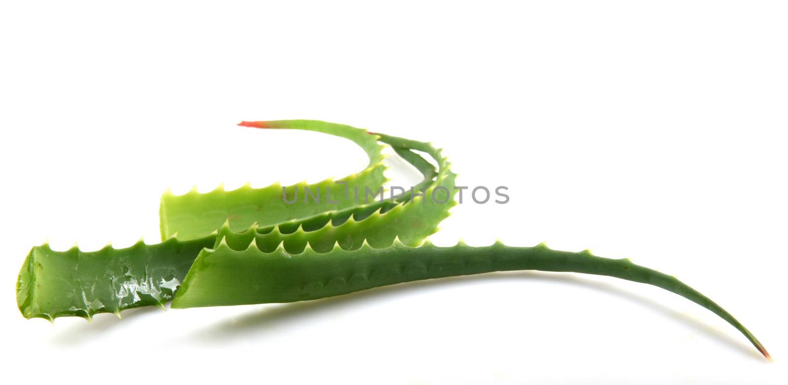 Aloe Vera Plant Isolated On White by nenov