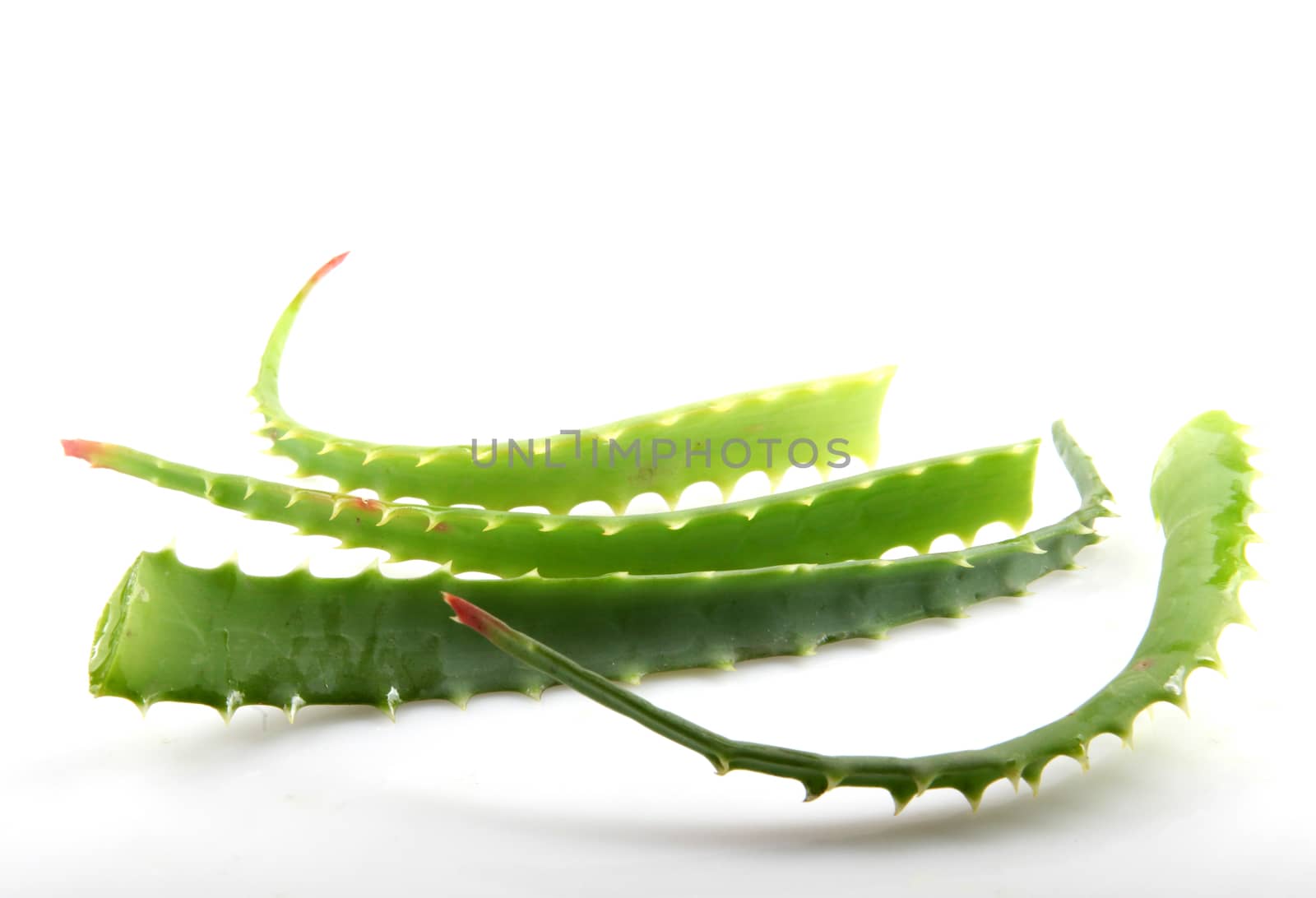 Aloe Vera Plant Isolated On White