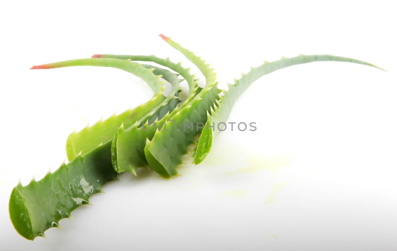 Aloe Vera Plant Isolated On White