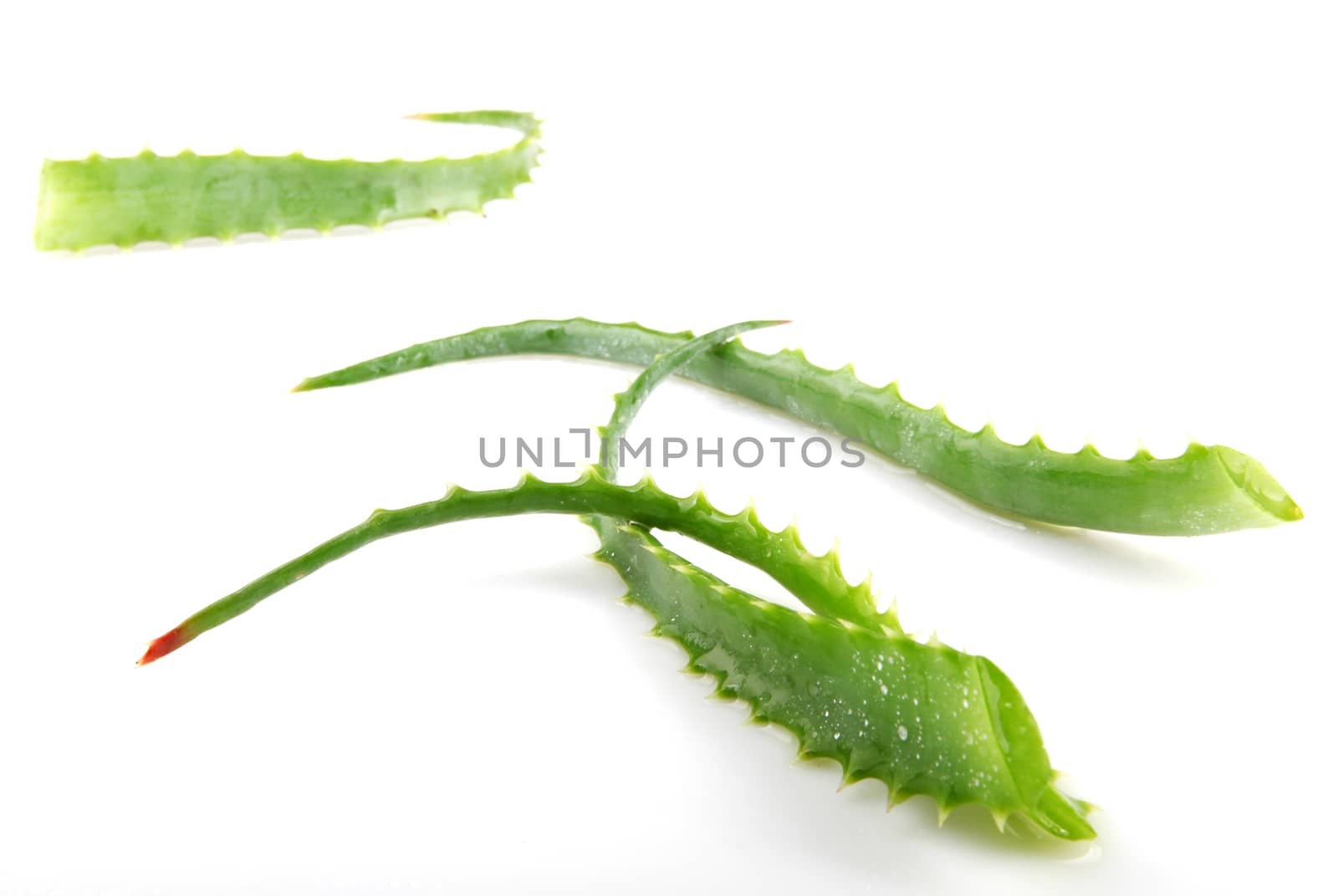 Aloe Vera Plant Isolated On White