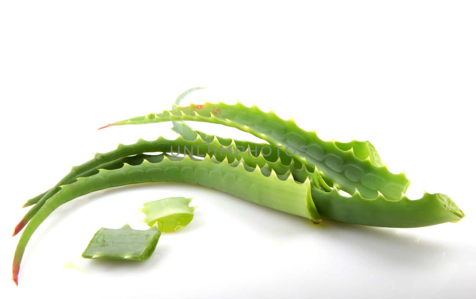 Aloe Vera Plant Isolated On White