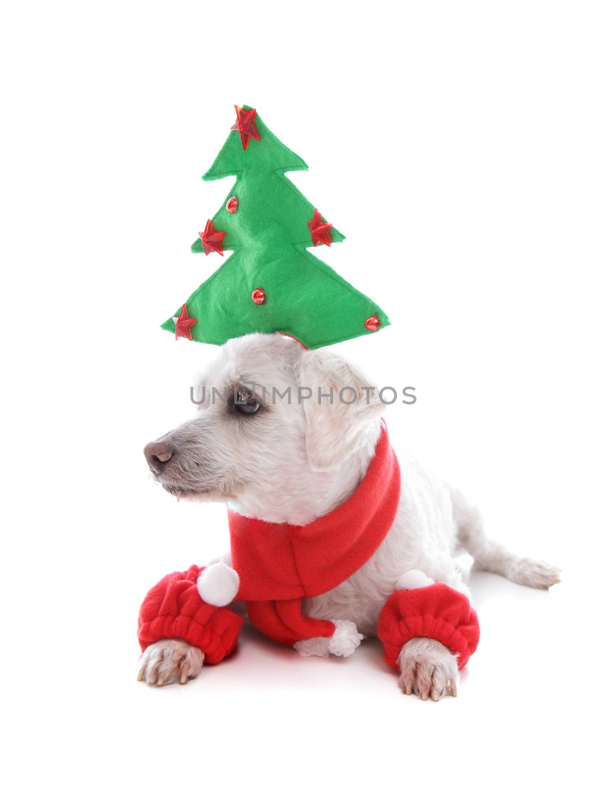 Small white pet dog wearing a decorative Christmas tree and looking sideways, suitable for a message.