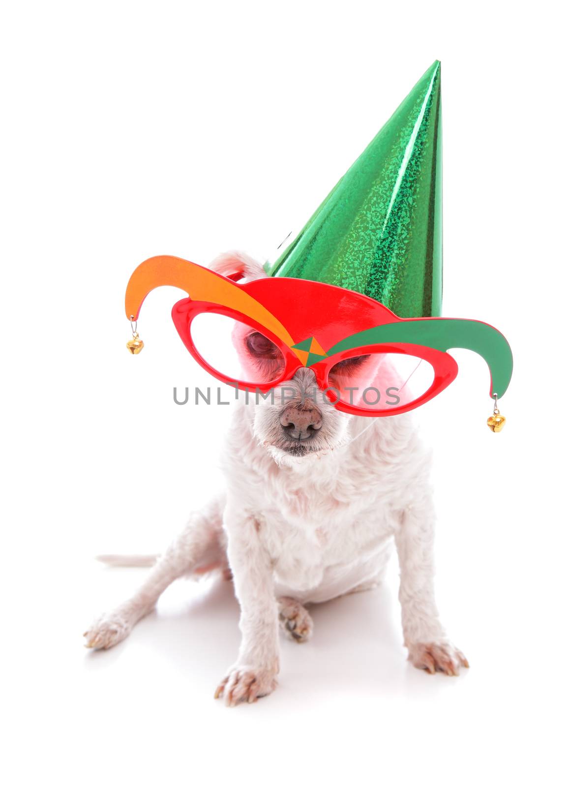 Pet wearing court jester glasses and wearing a party hat on a plain background.
