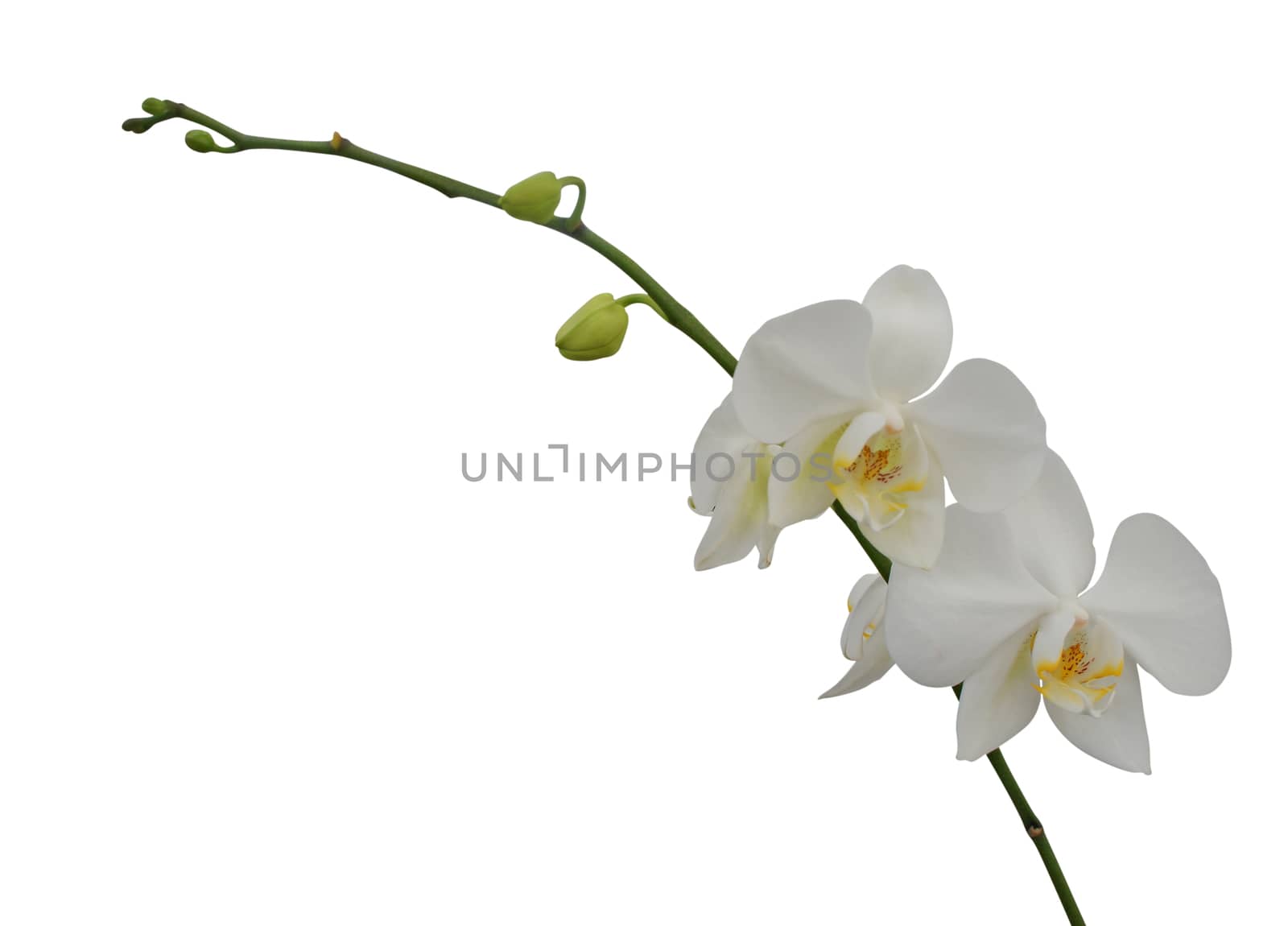 White orchid flower isolated on white background