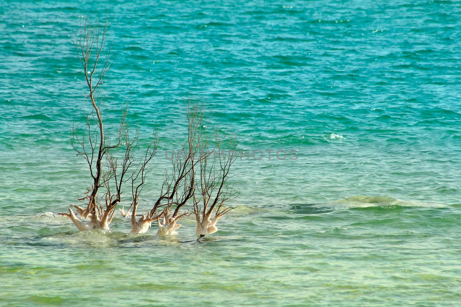 Lonely tree among waves on Dead Sea in Israel. by rglinsky