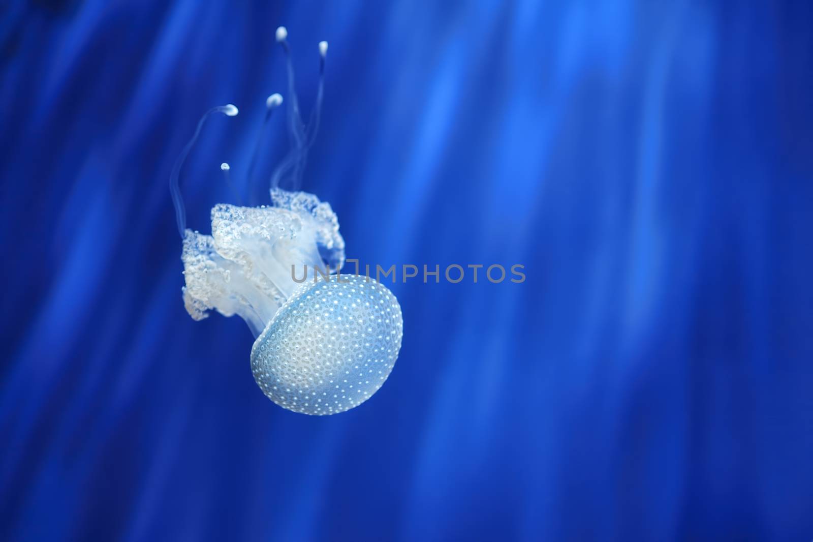 Beautiful white jellyfish in the water on blue background in aquarium of Genova, Italy.