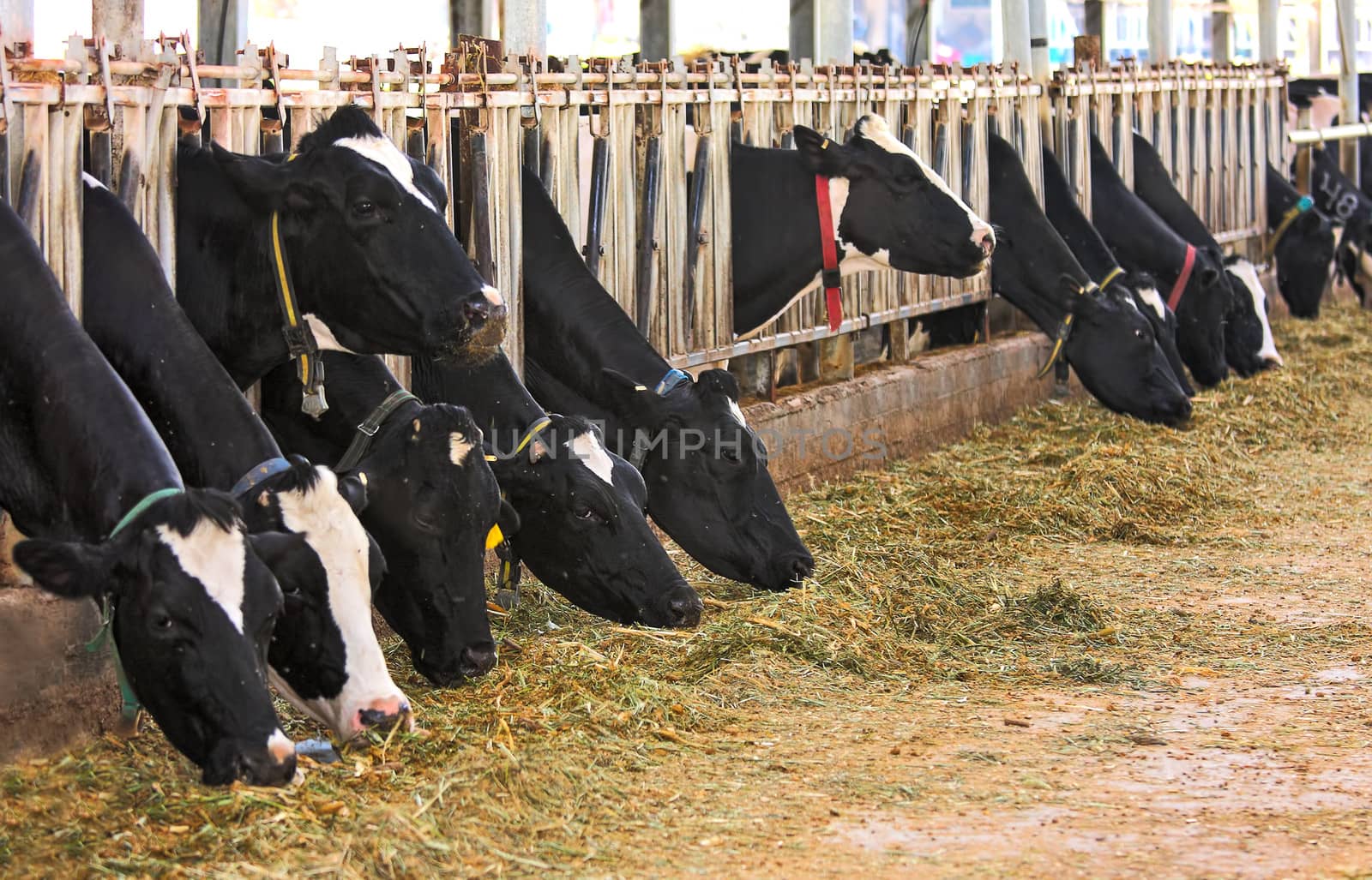 Cows stand in a row in a stall and eat hay at dairy farm in Israel.