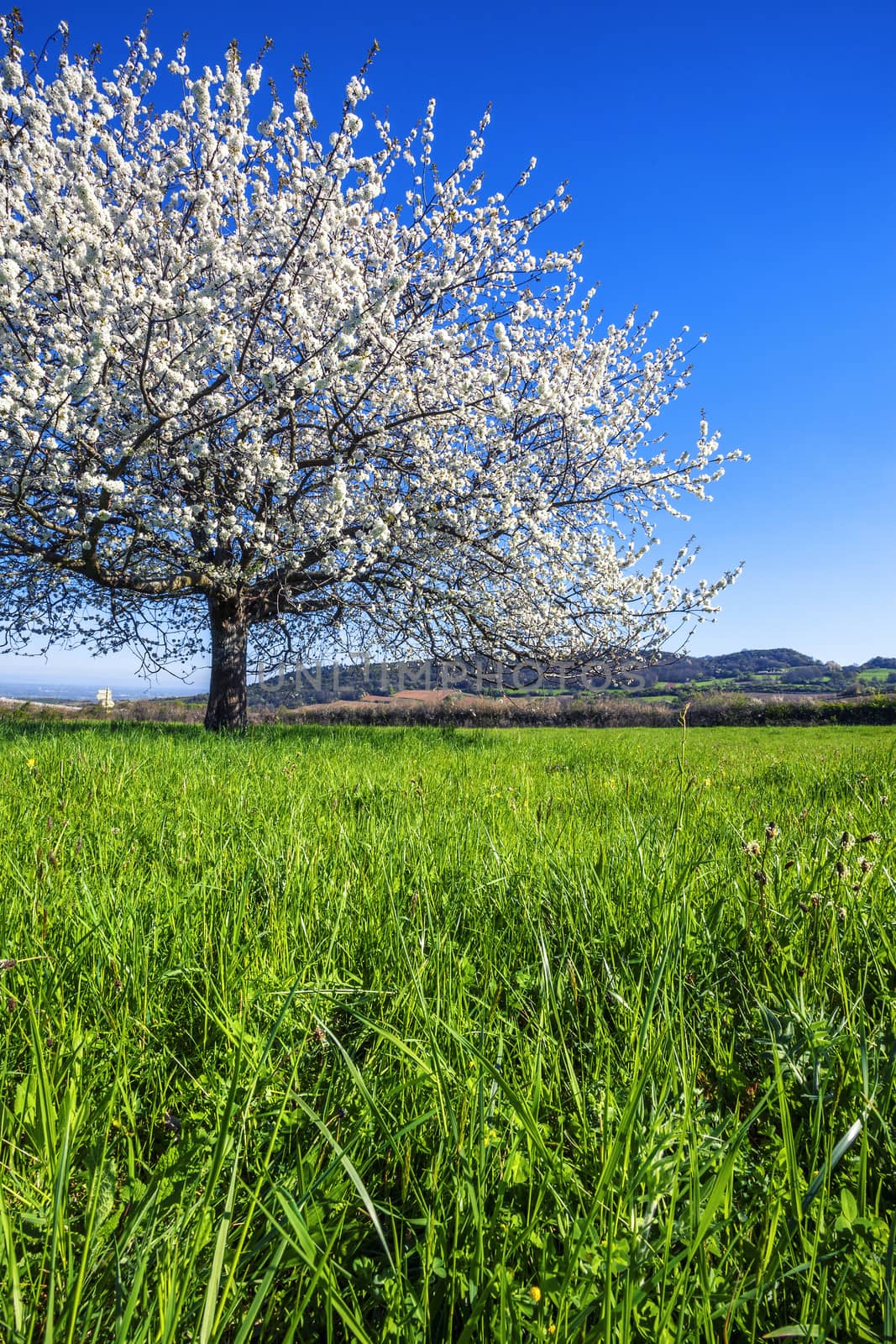 Big white blossoming tree in spring.