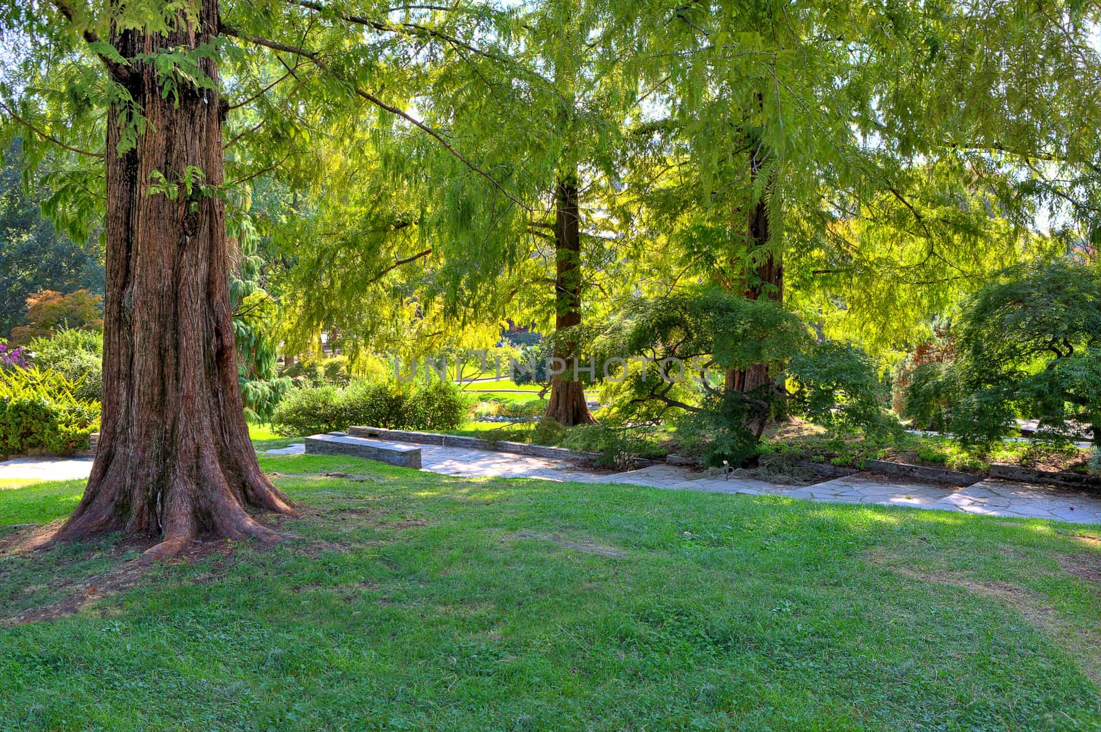 Big brown tree trunk on small green lawn among lush trees at botanical part of famous Valentino Park in Turin, Italy.