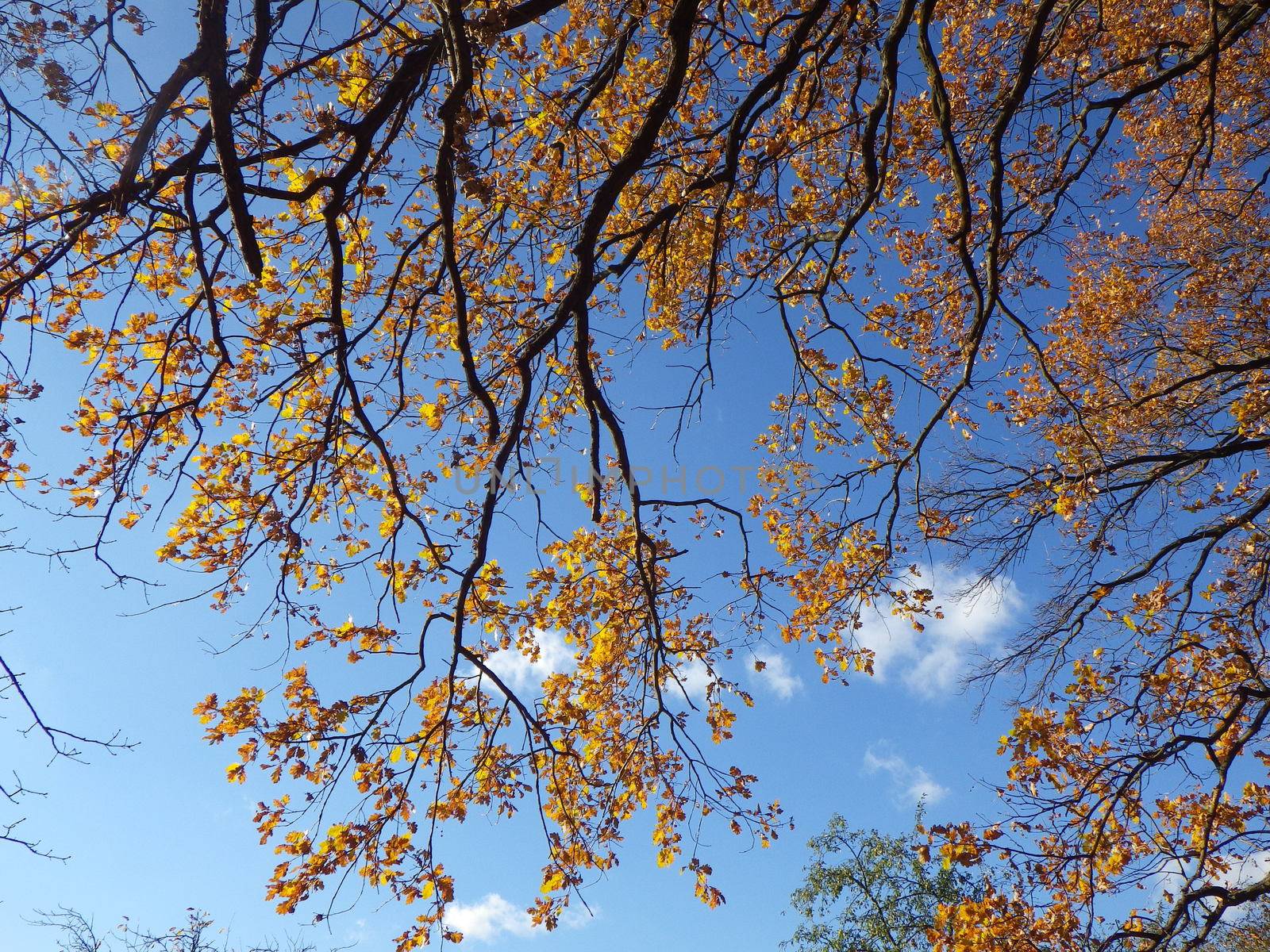 autumn forest background in a sunny day