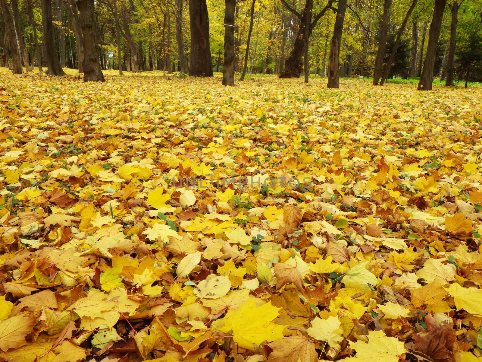 autumn forest  background in a sunny day