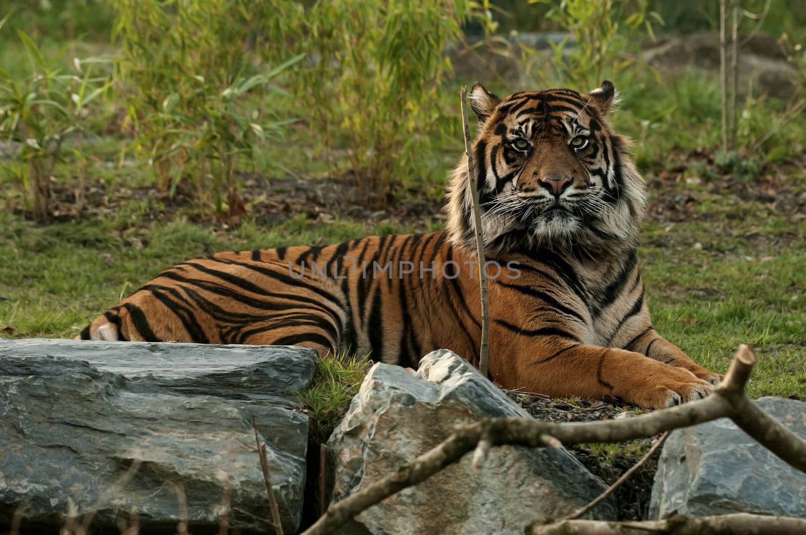 Tiger, Resting by rodrigobellizzi