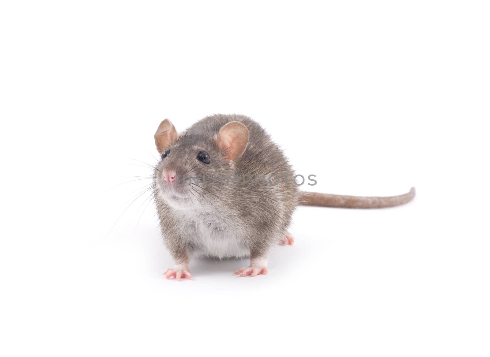 rat isolated on white background