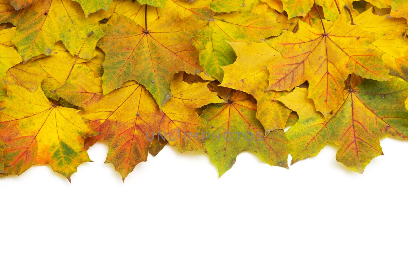 Background group autumn orange leaves