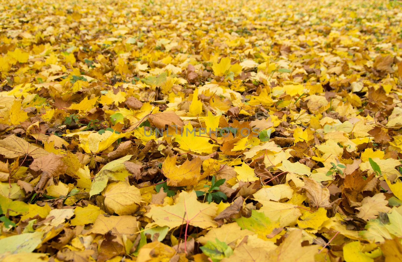 Background group autumn orange leaves.