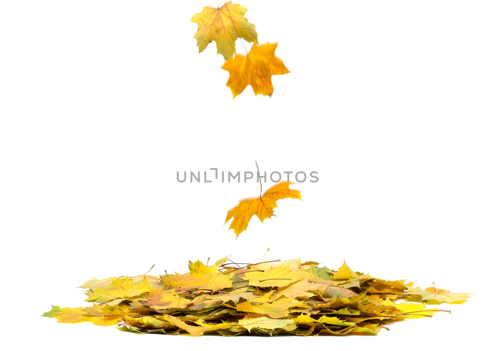 Background group autumn orange leaves