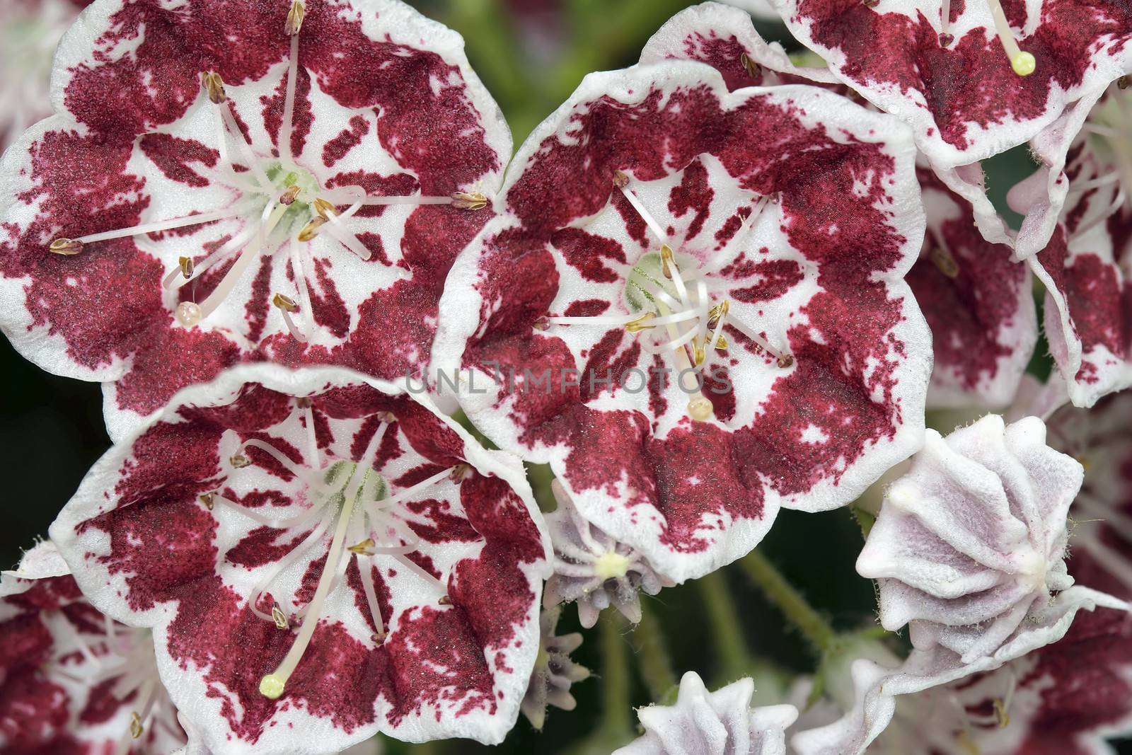 Mountain Laurel Flowers and Buds Minuet Blooming in Spring Closeup Macro