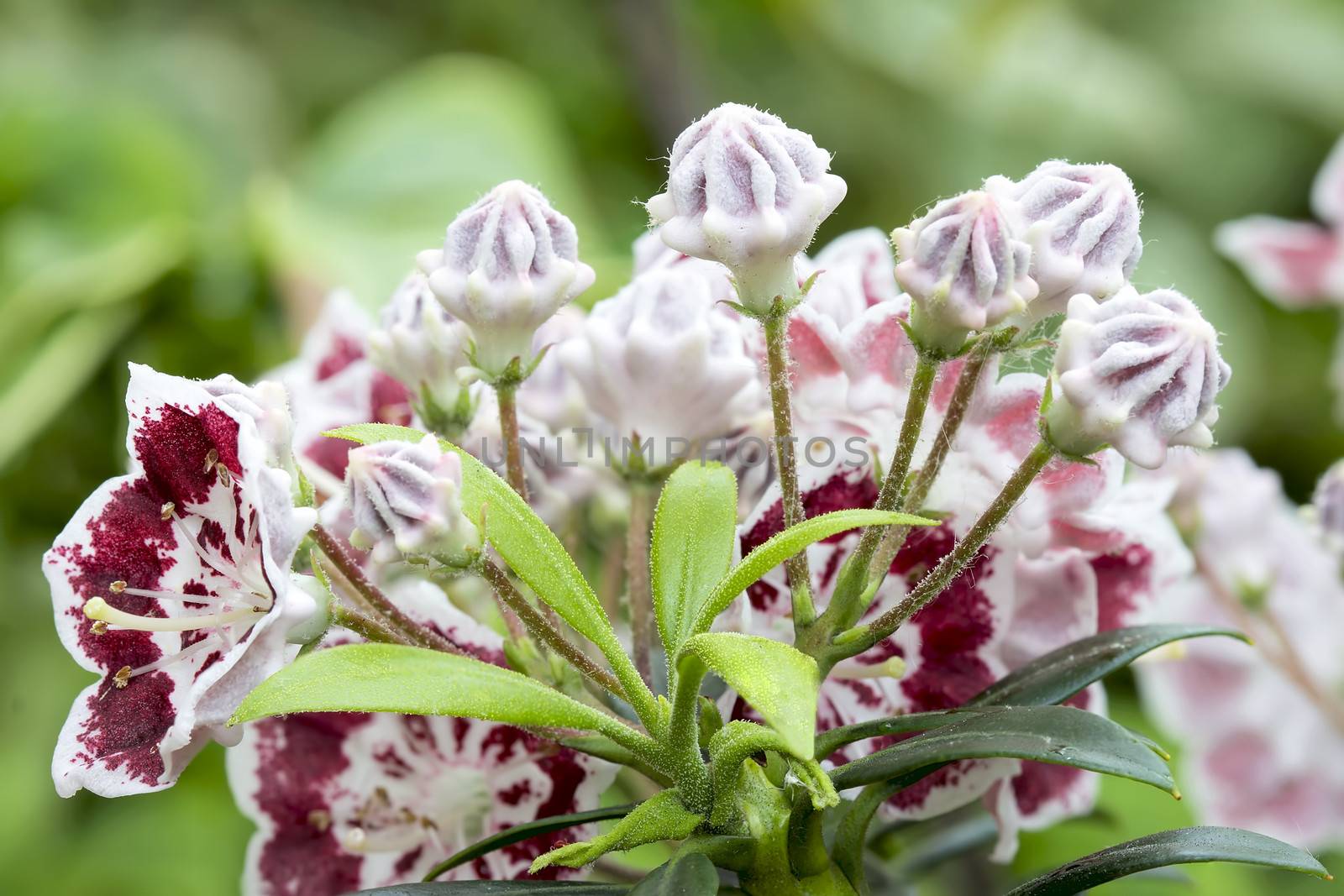 Mountain Laurel Flowers and Buds Minuet Blooming with new green leaves in Spring Closeup Macro