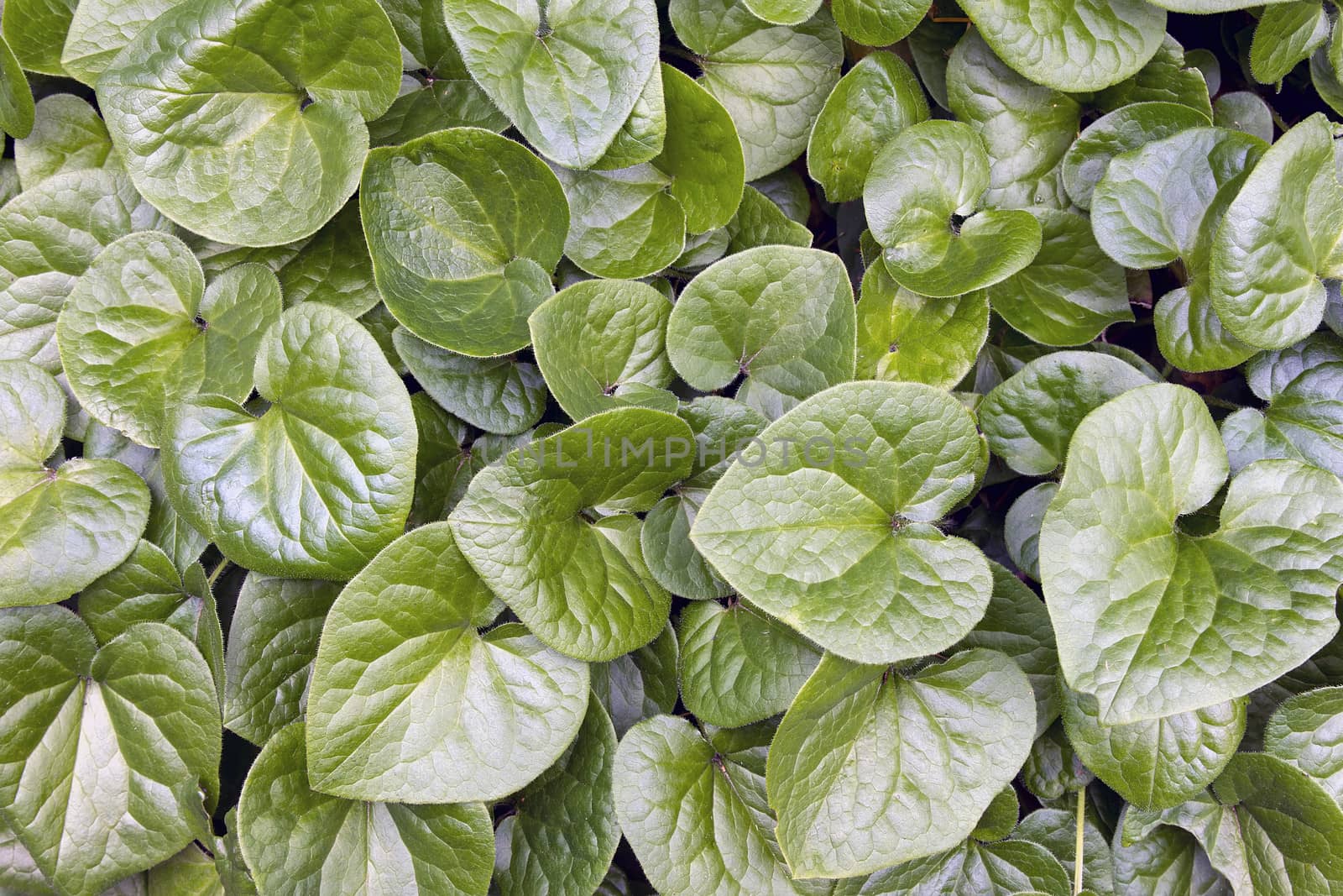 Western Wild Ginger Groundcover Native Evergreen Plant in Oregon Background