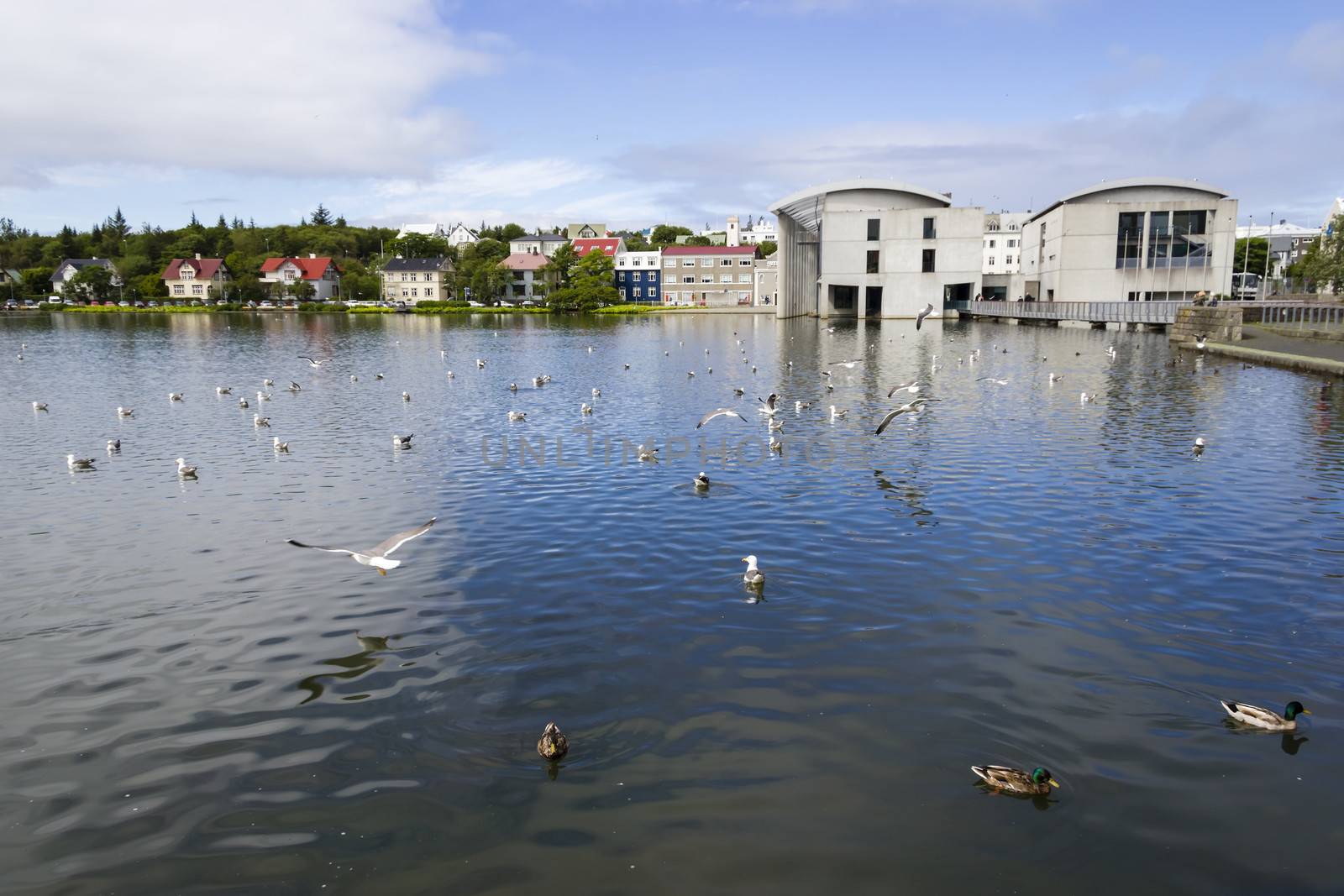 Pond in central Reykjavik by Tetyana