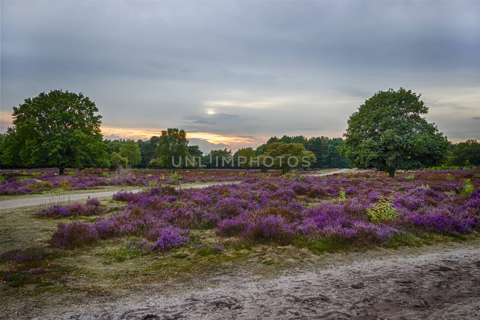 sunset over heather fields, the Netherlands