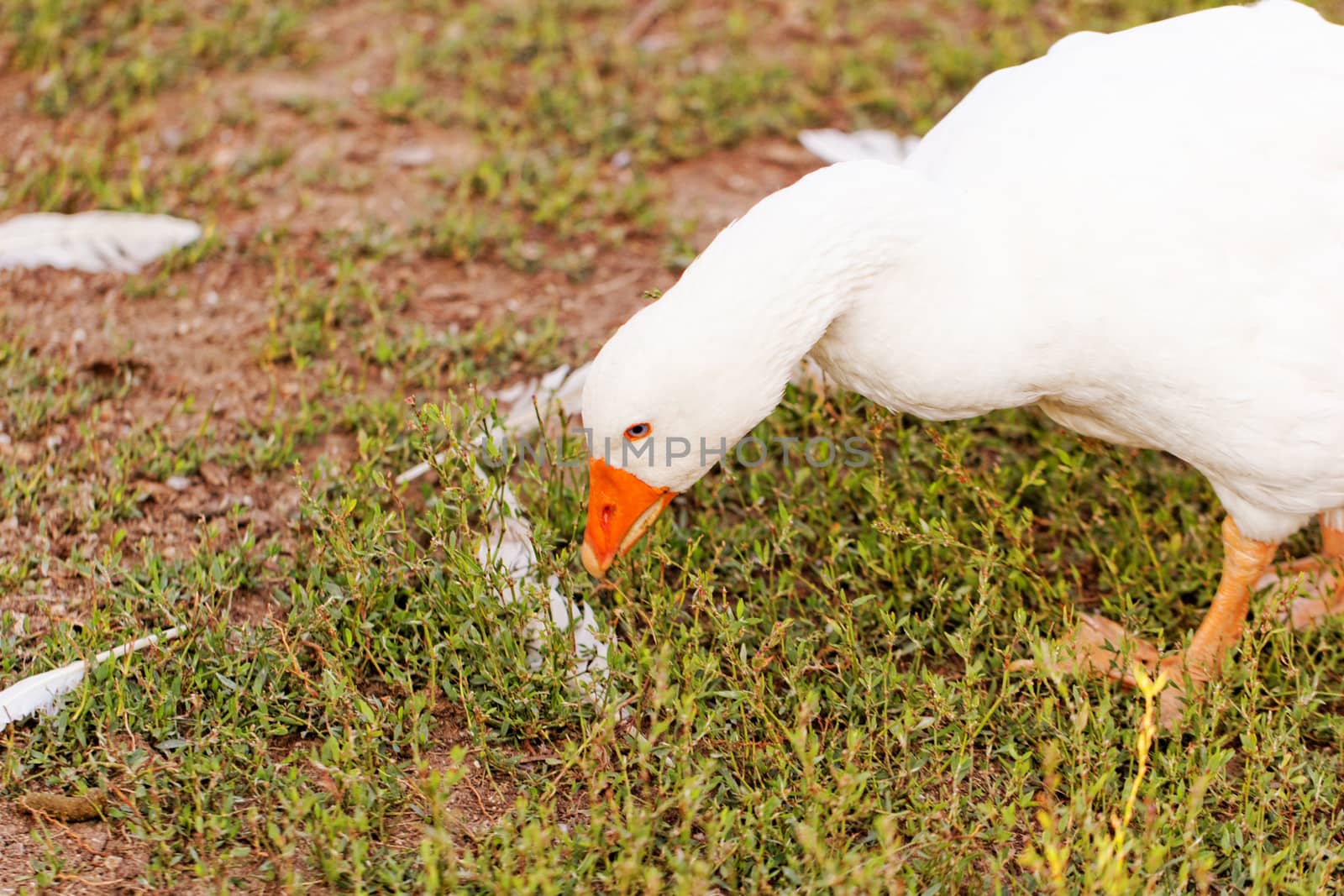 White geese with blue eyes, in farm