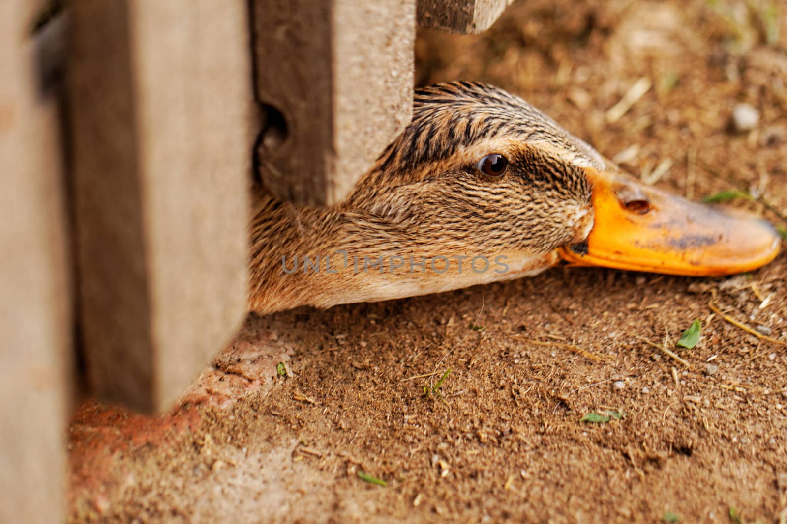 Domestic duck with brown eyes on a farm