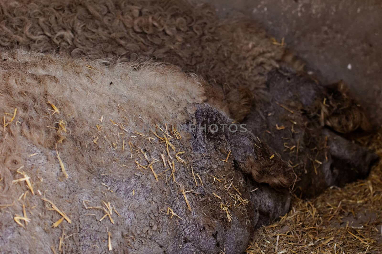 Grey mangalitsa pigs lie on the ground