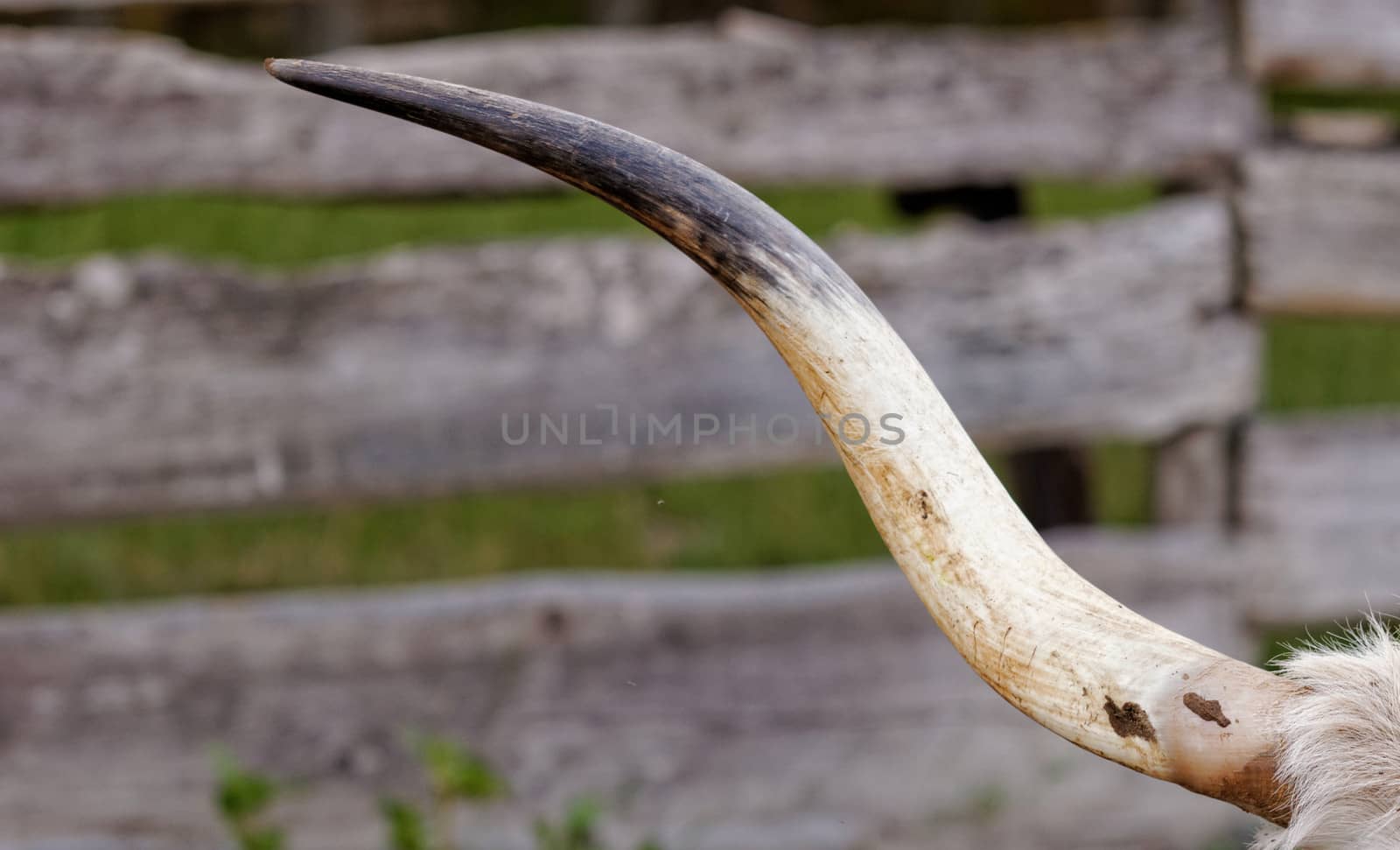 Ruminant Hungarian gray cattle's huge gray white horn