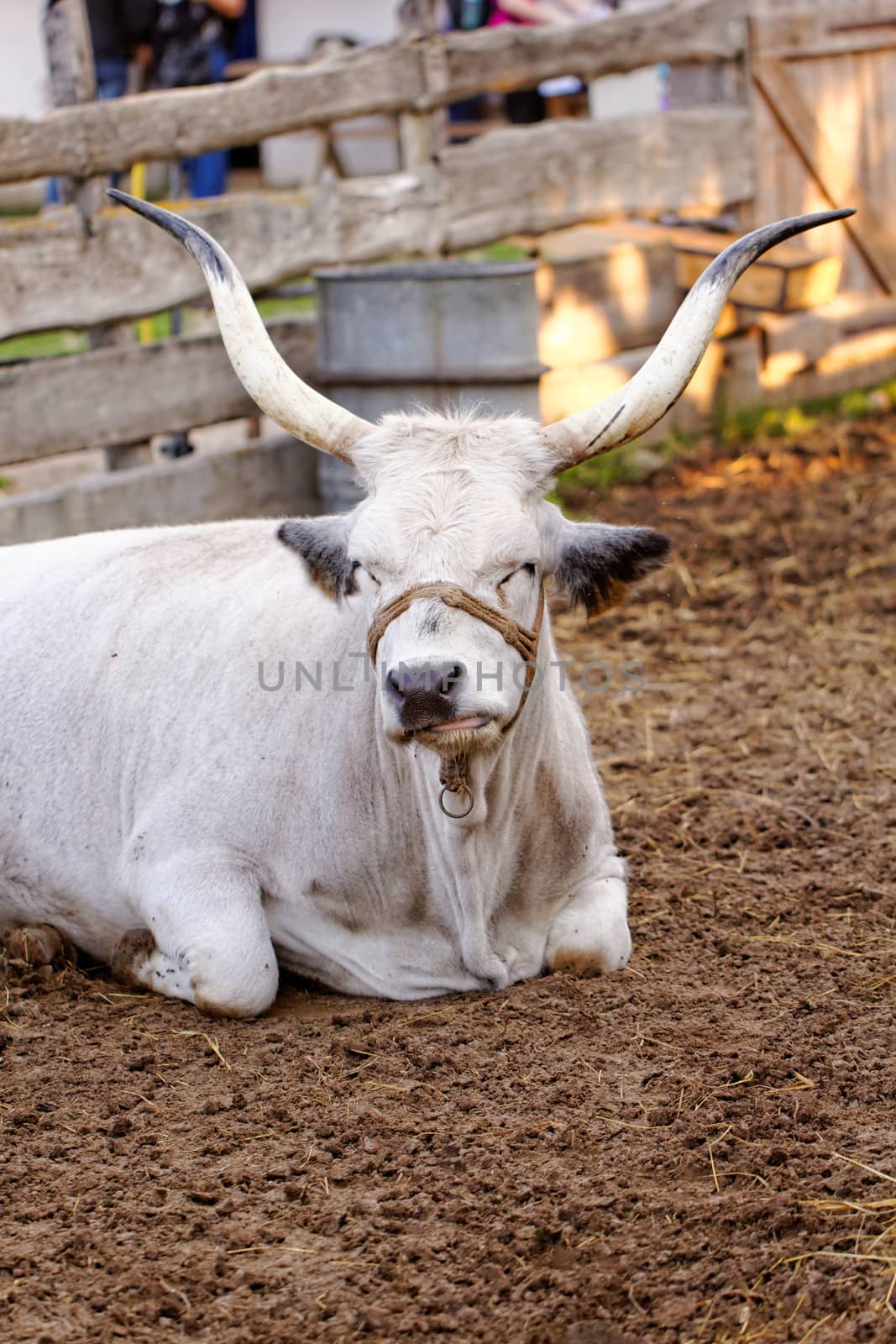 Ruminant Hungarian gray cattle bull in the corral