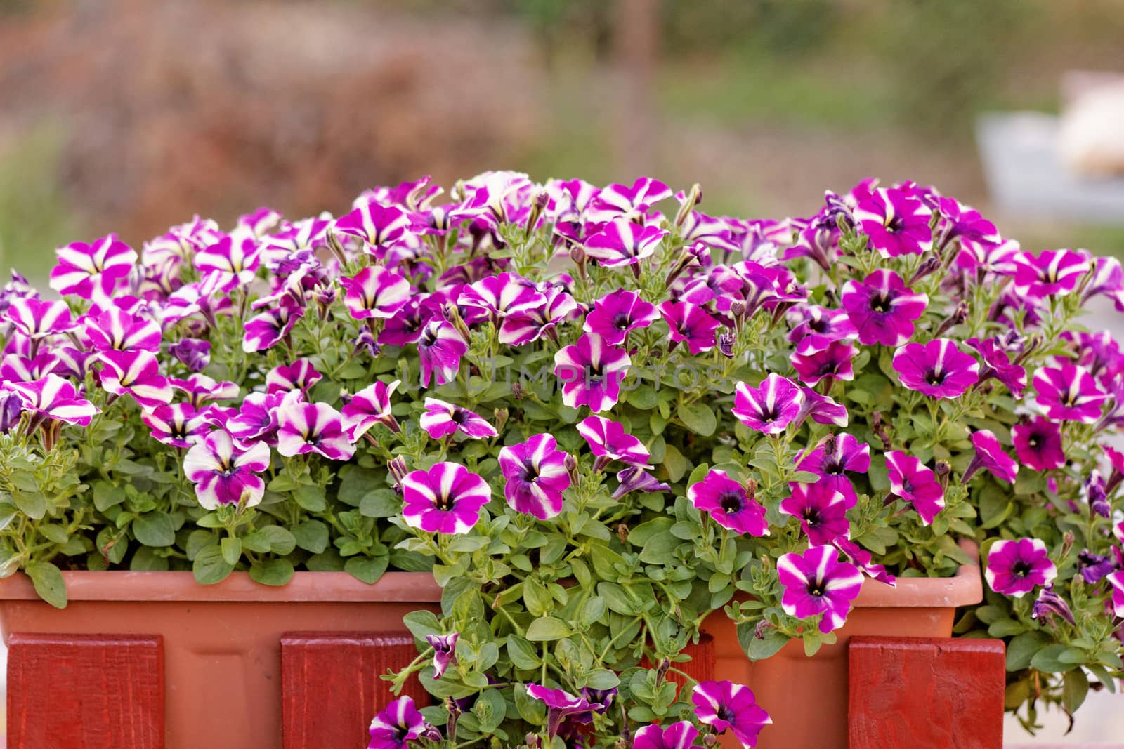 the purple white petunia, on balkony box