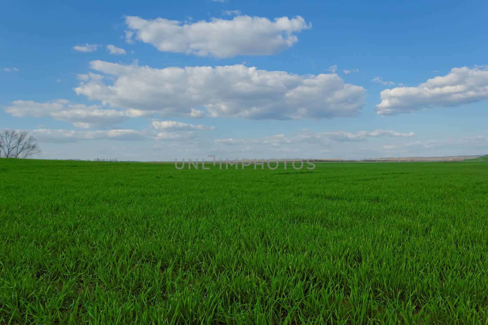 green wheat field under the blue cloudy sky