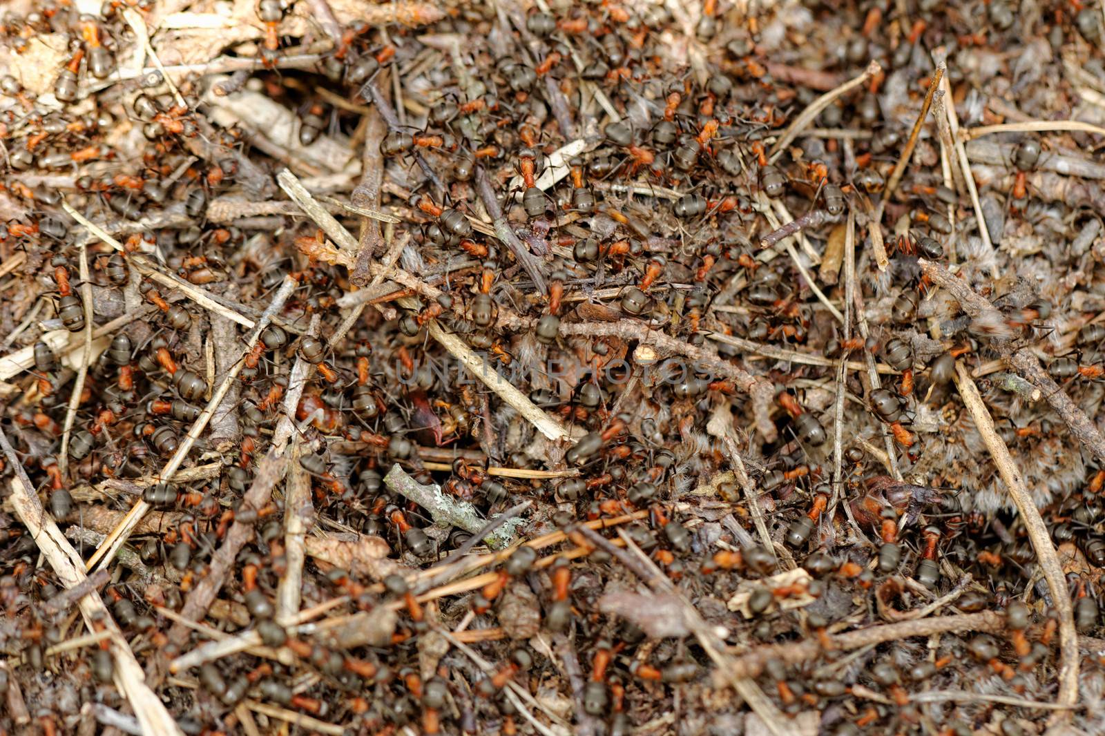 ants and ant hill