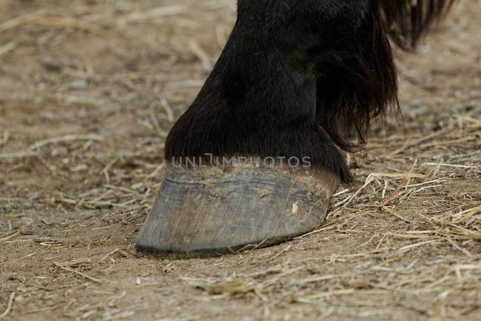 black horse leg and hoof without horseshoe