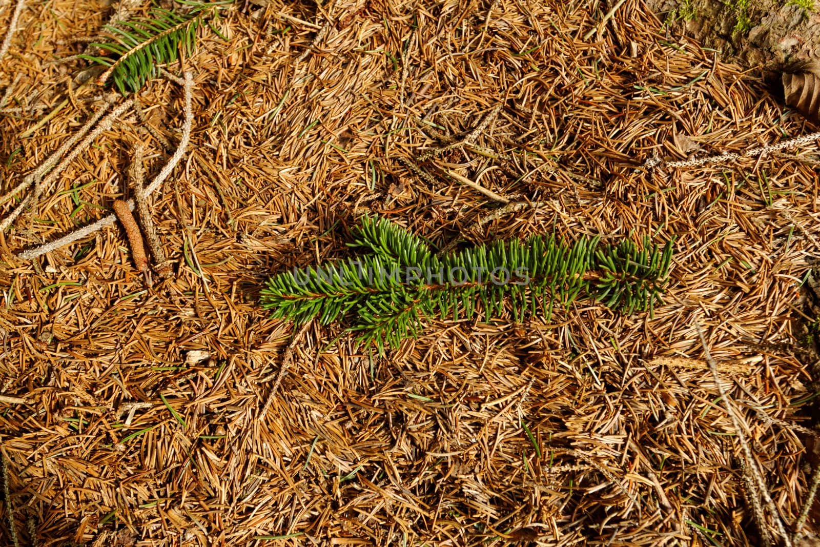 pine needles background by NagyDodo