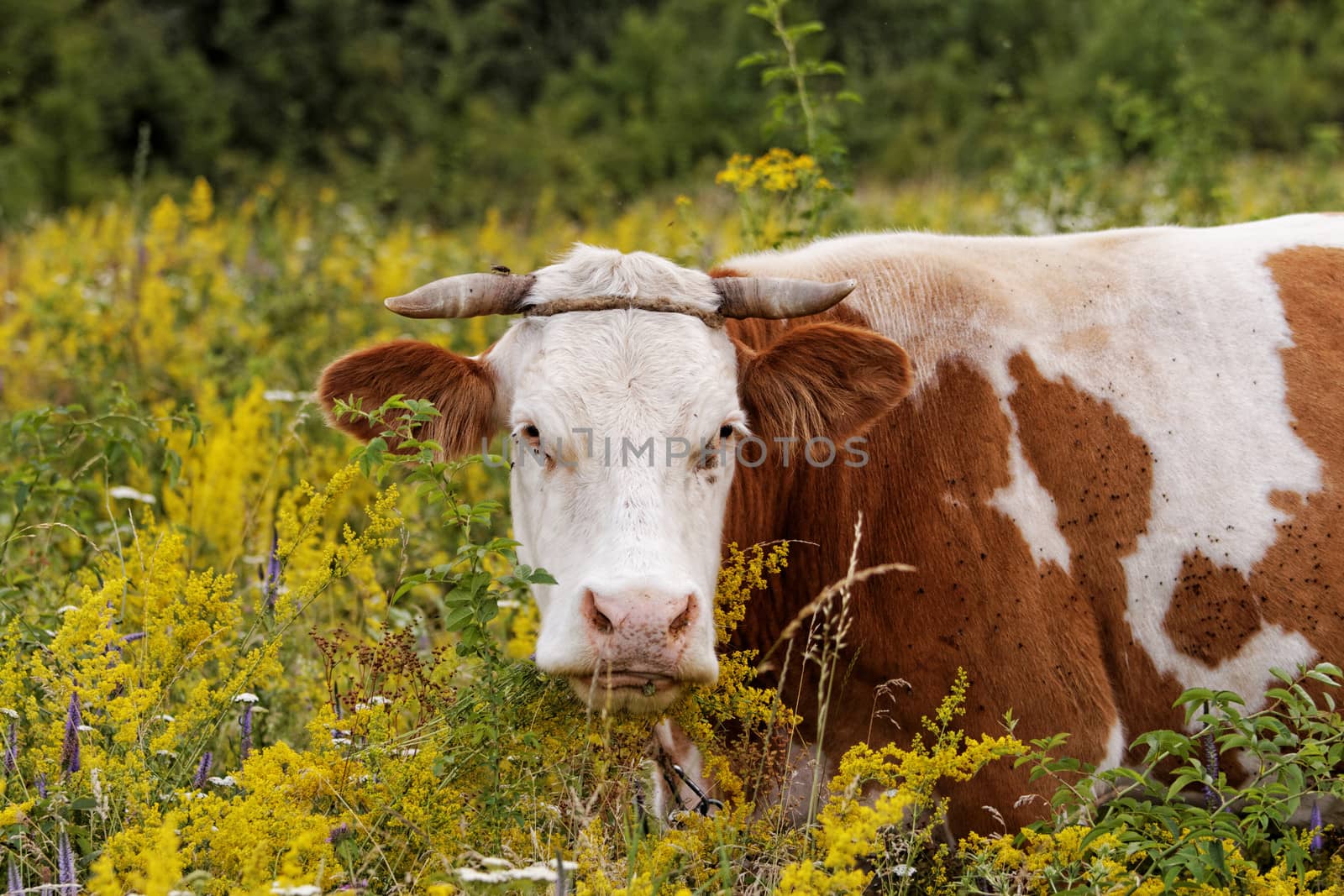 motley cow graze in a field (free range)