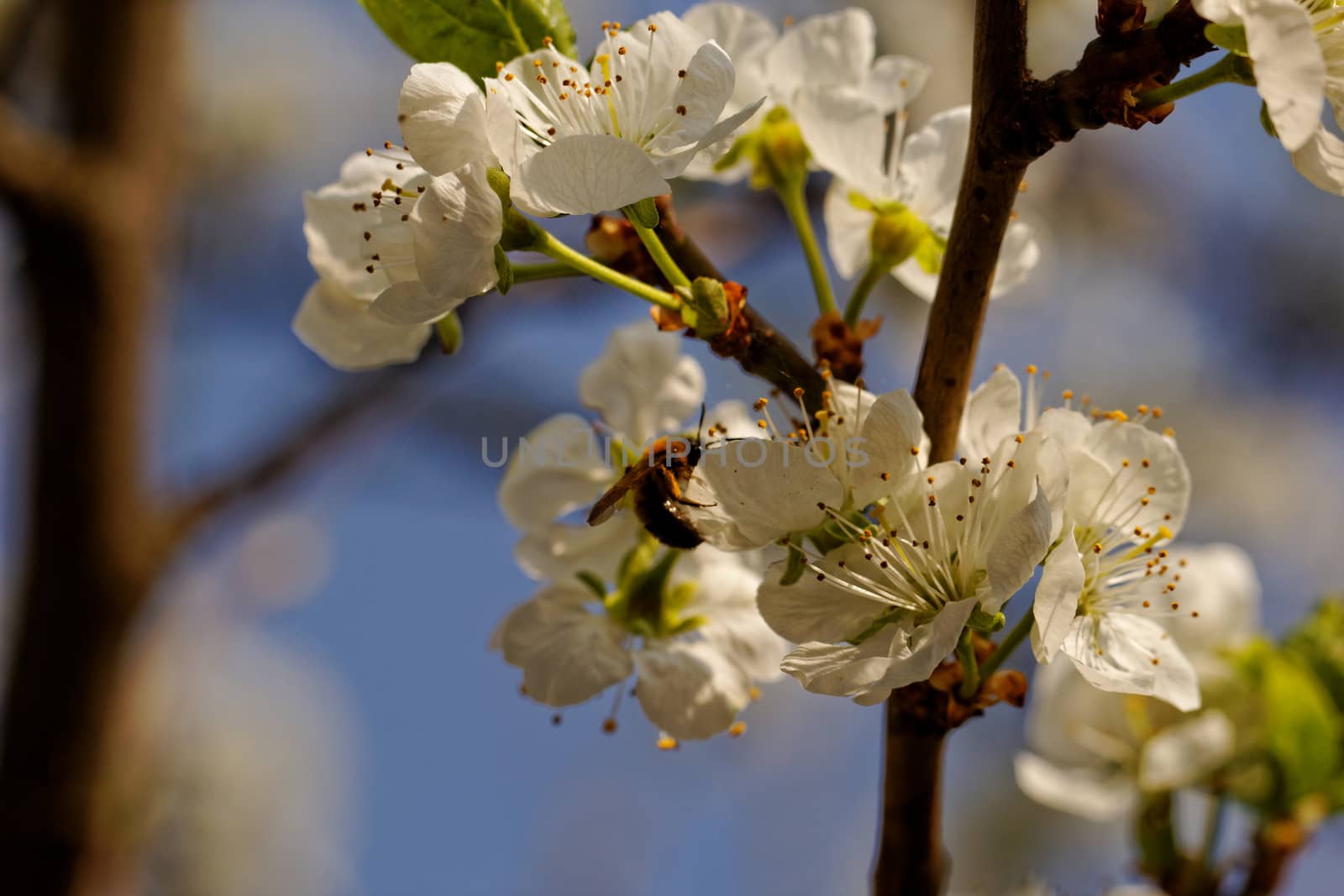 blossom cherry tree with bee by NagyDodo