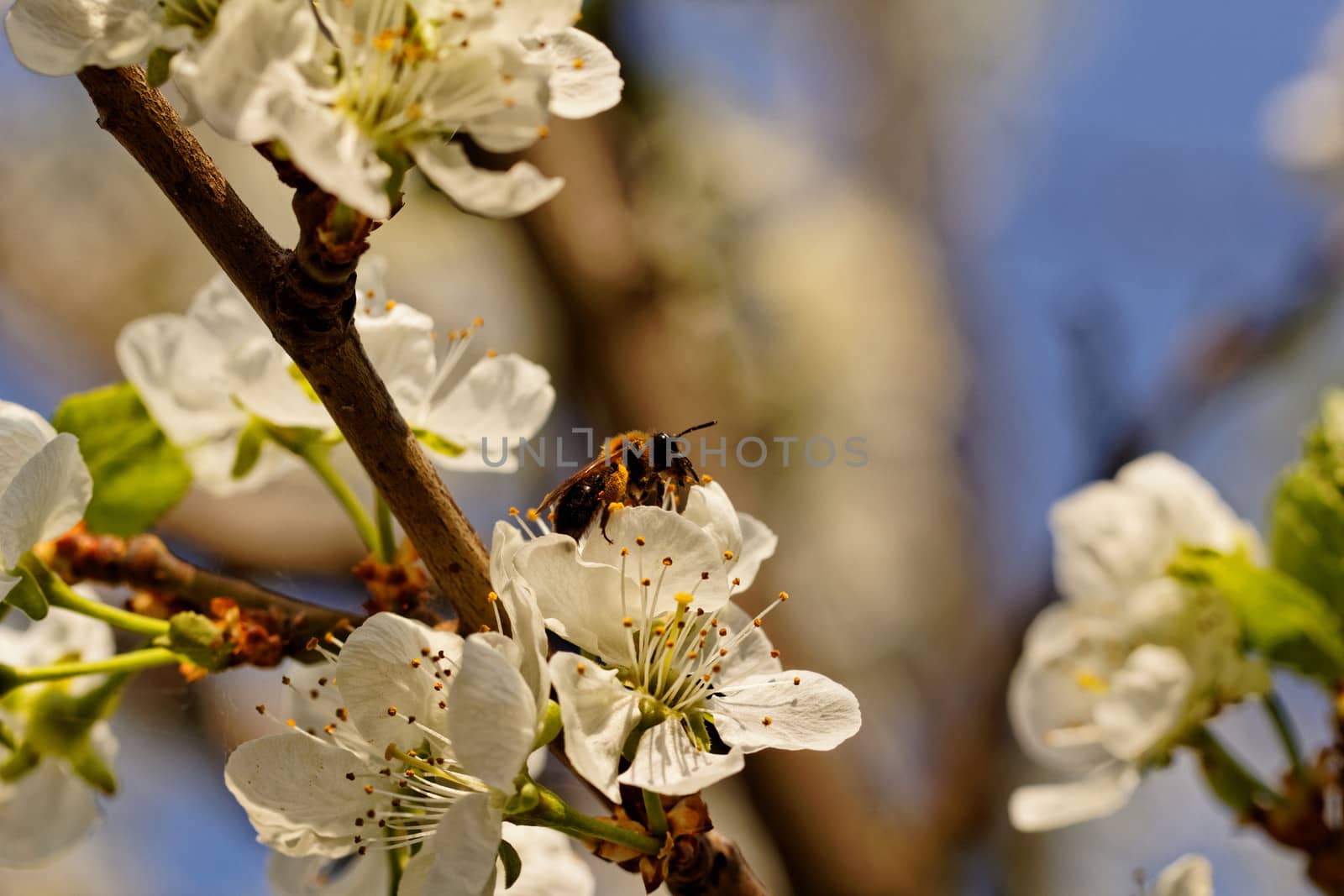 blossom tree with a bee pollination