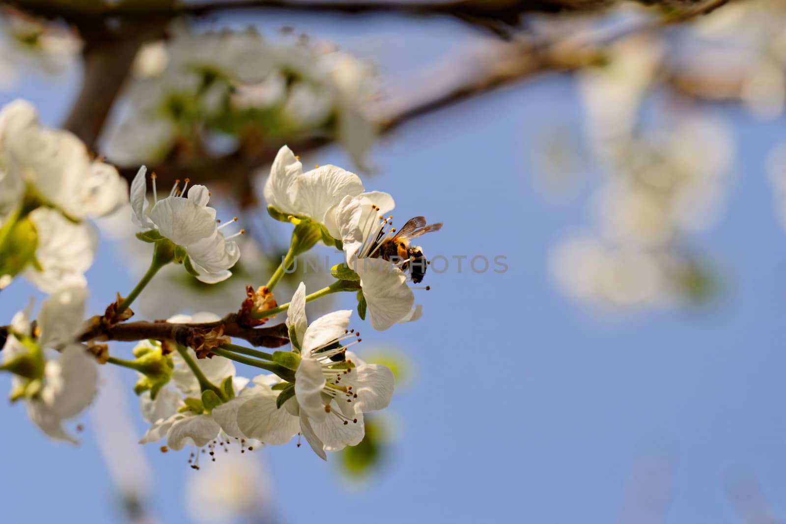 blossom tree with a bee pollination