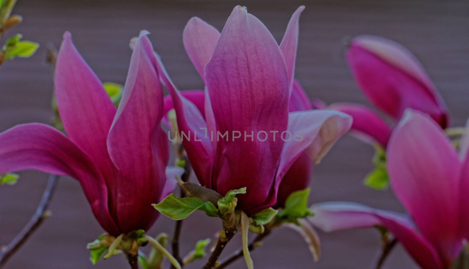 Spring Blossoms of a Magnolia tree