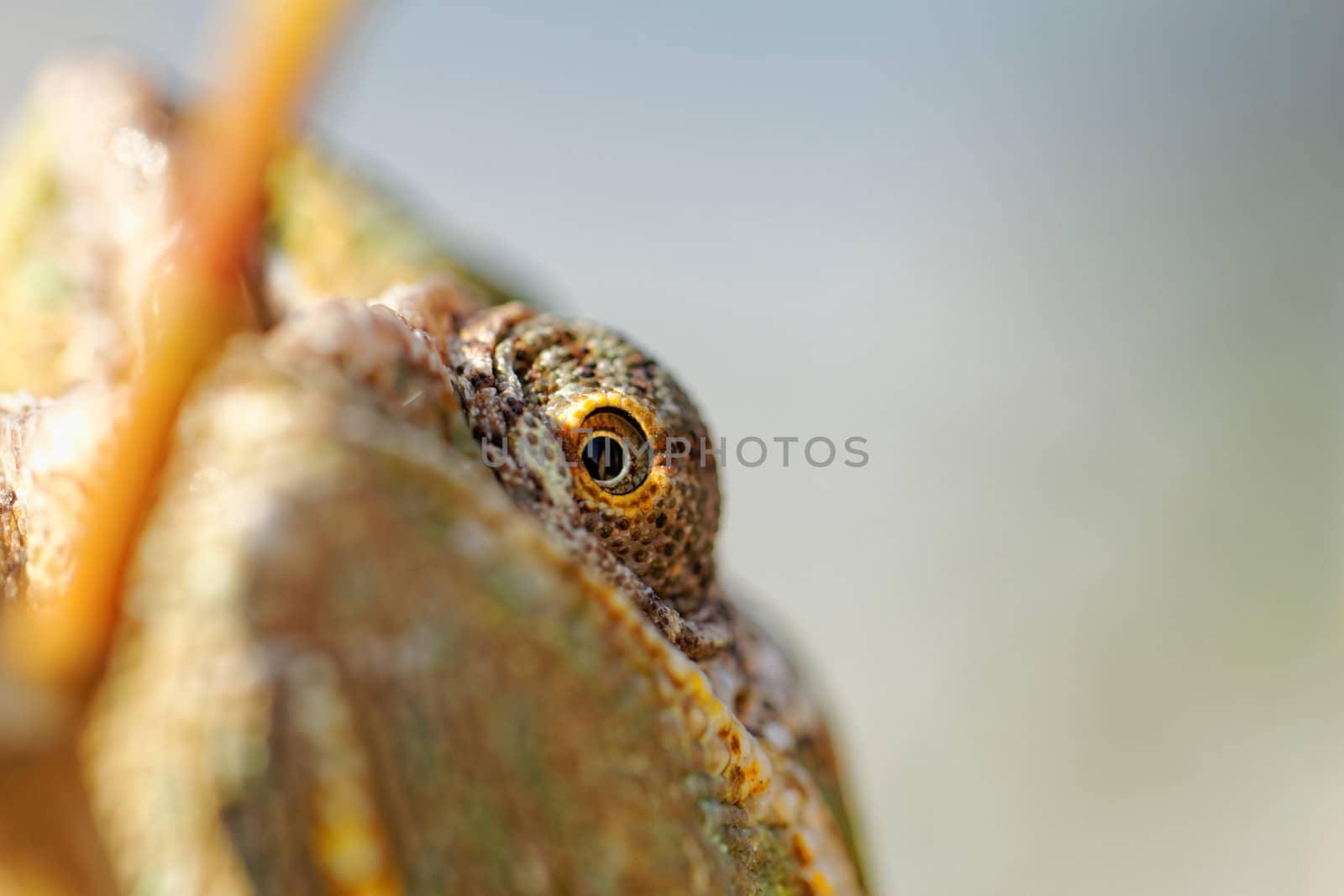 Chameleon on the leaf (Chamaeleo calyptratus)