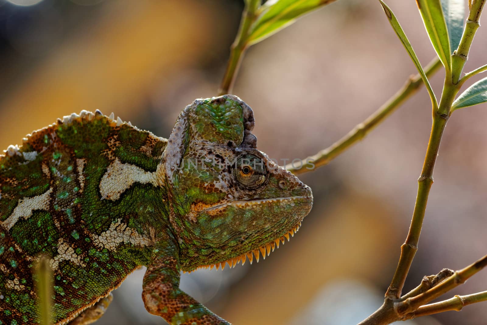 Chameleon on the leaf (Chamaeleo calyptratus)